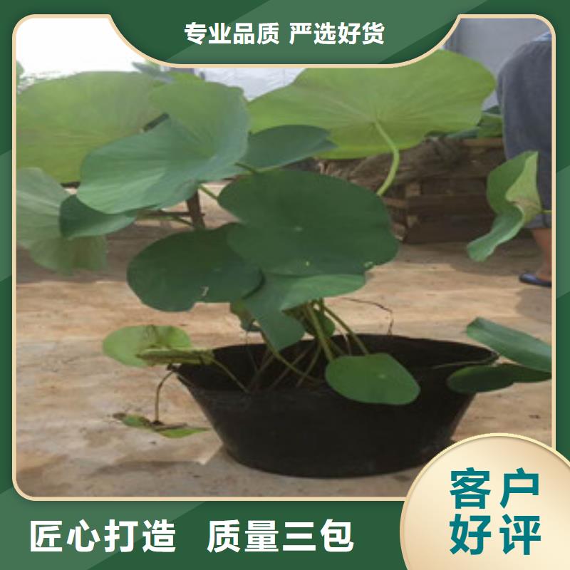 时令草花,花海景观工程从源头保证品质