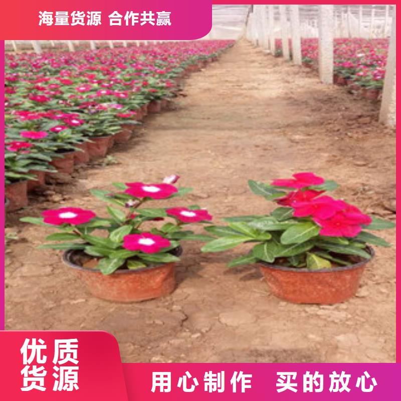 【时令草花耐寒耐旱草花基地厂家实力大】