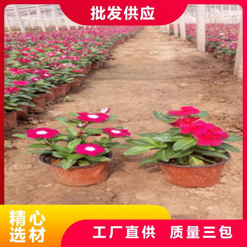 【时令草花花海景观工程一站式采购商家】