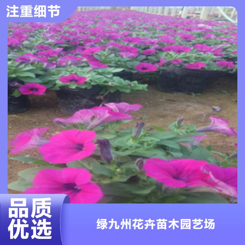 时令草花-耐寒耐旱草花基地快捷的物流配送