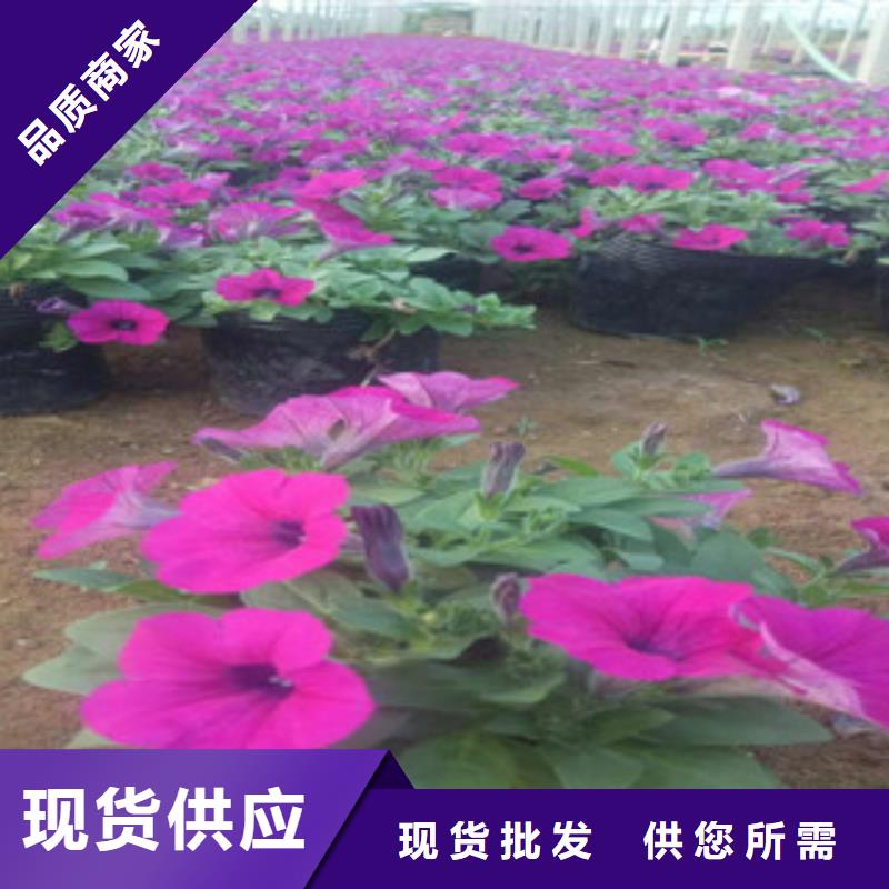 时令草花花海景观工程源头厂源头货