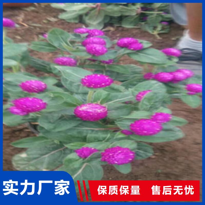 时令草花_五一国庆草花批发质检合格发货