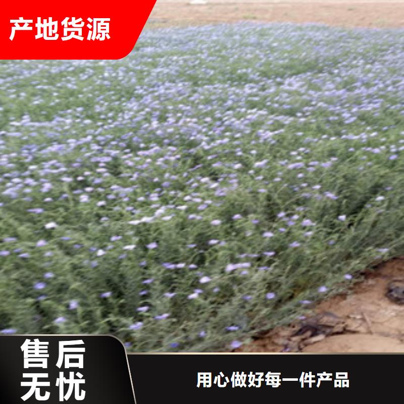 【宿根花卉时令花卉/绿化草花价格免费询价】