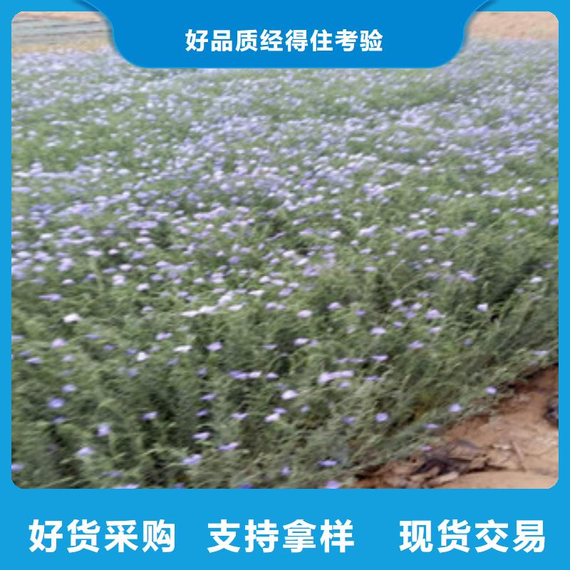 【宿根花卉】柳叶马鞭草/薰衣草客户信赖的厂家