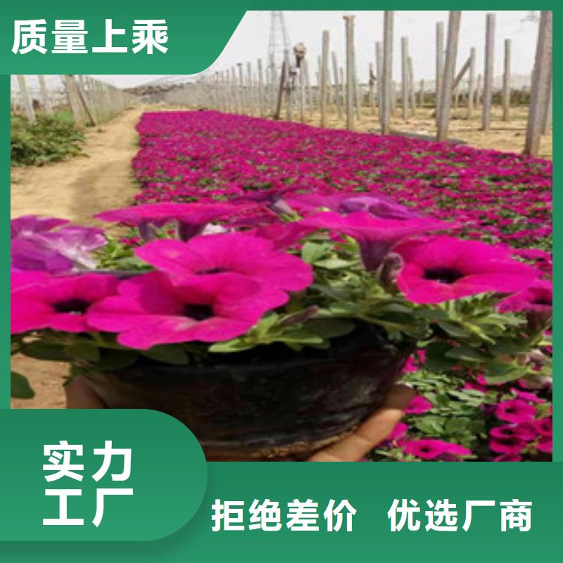 【宿根花卉时令花卉/绿化草花价格免费询价】