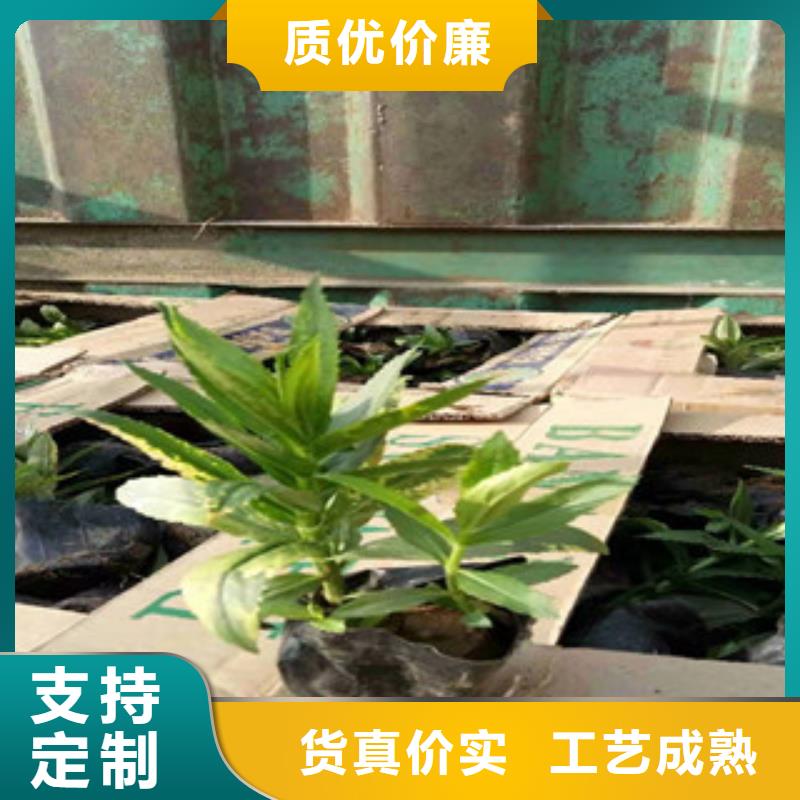 【宿根花卉】水生植物/荷花睡莲质量三包