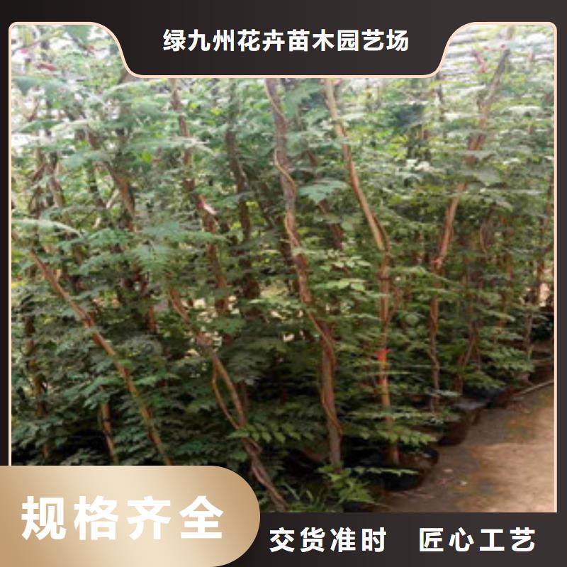 宿根花卉,观赏草/蒲苇狼尾草源头工厂量大优惠