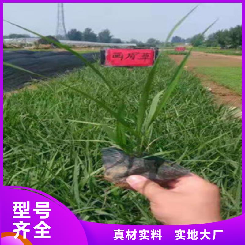 宿根花卉_【水生植物/荷花睡莲】海量现货