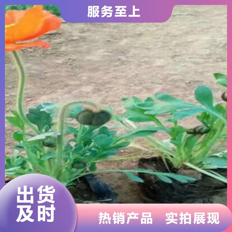 宿根花卉花海景观工程的简单介绍