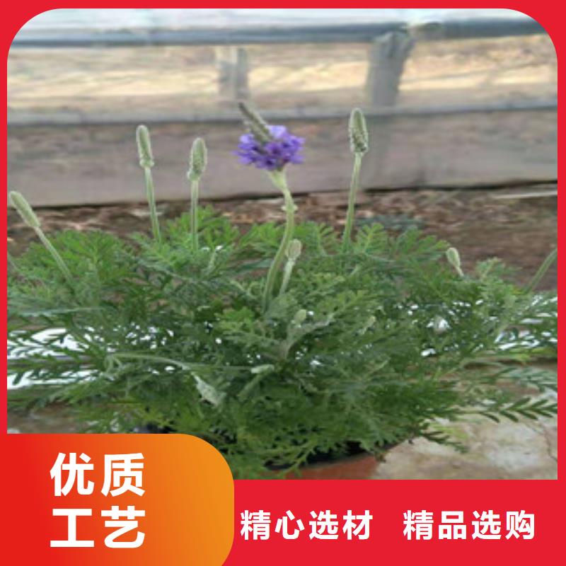 宿根花卉水生植物/荷花睡莲专业设计