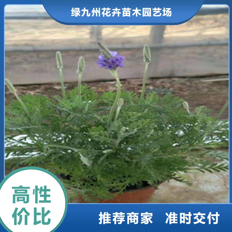 宿根花卉-水生植物/荷花睡莲定制速度快工期短