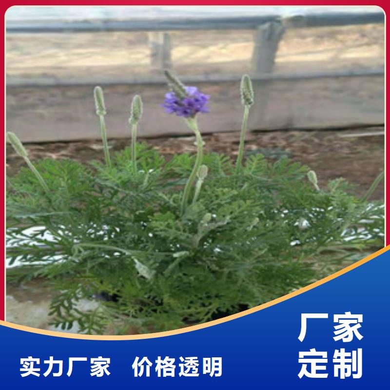 宿根花卉观赏草/蒲苇狼尾草型号全价格低