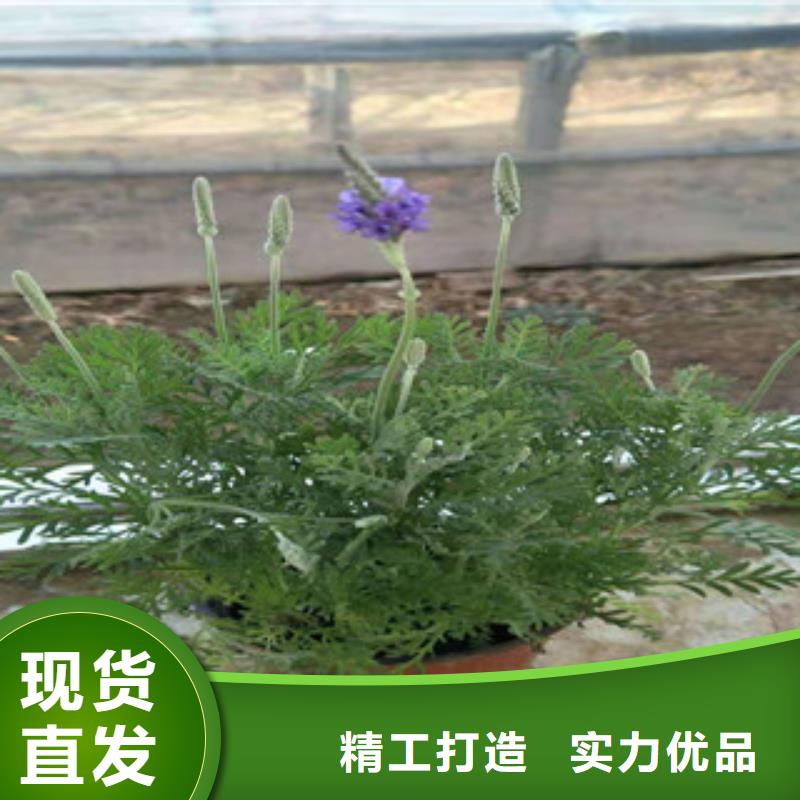 宿根花卉耐寒耐旱草花基地交货准时