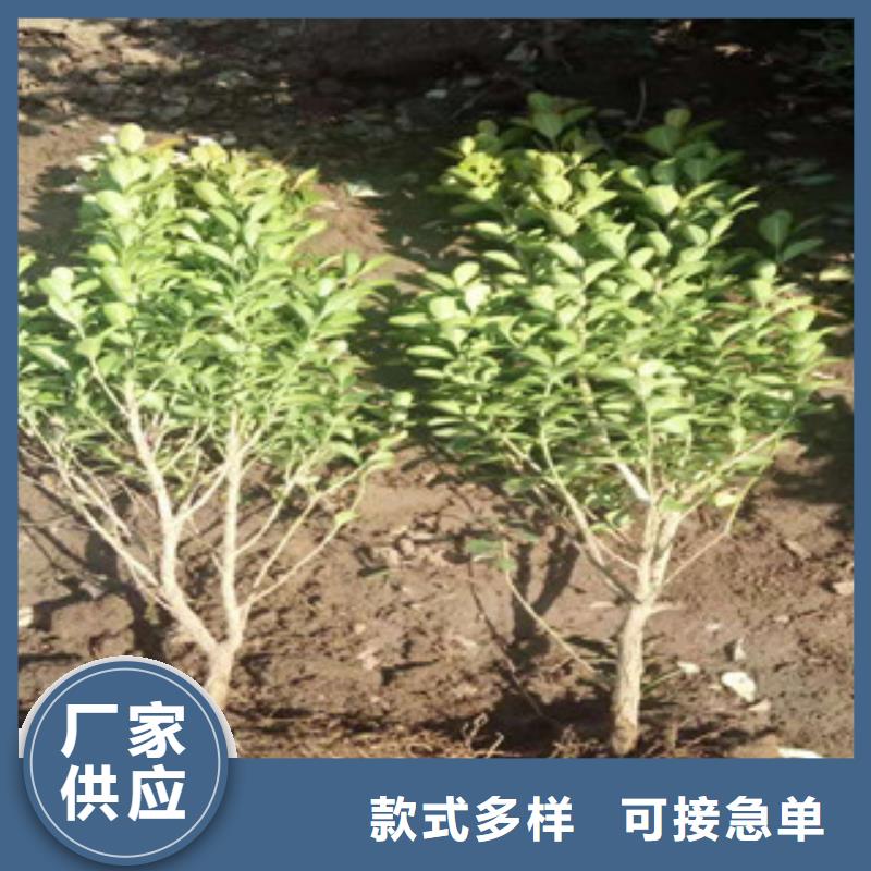 【宿根花卉_耐寒耐旱草花基地市场报价】