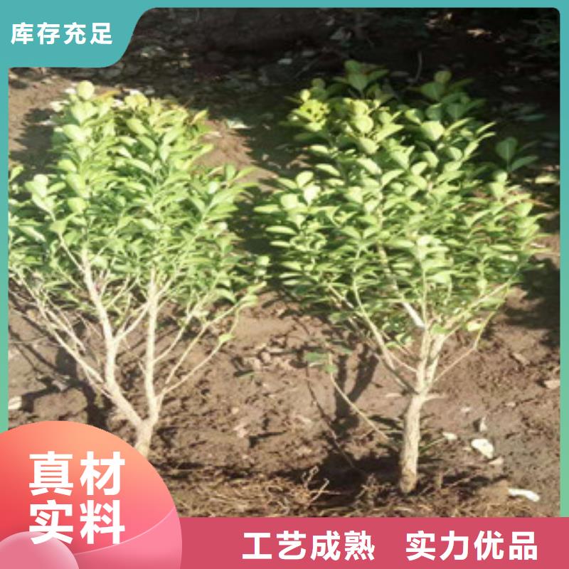 宿根花卉水生植物/荷花睡莲专业厂家