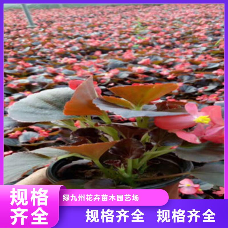 宿根花卉时令花卉/绿化草花价格品质优选