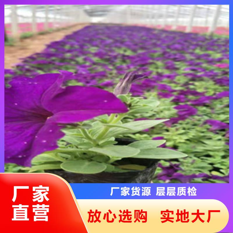 宿根花卉_花海景观工程专业生产厂家