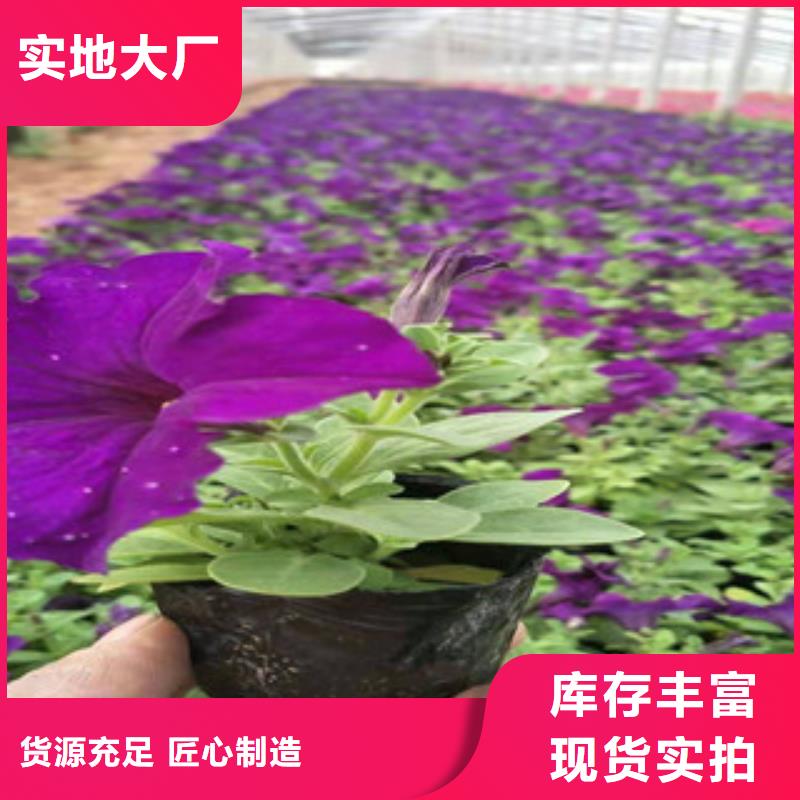 【宿根花卉】水生植物/荷花睡莲质量三包