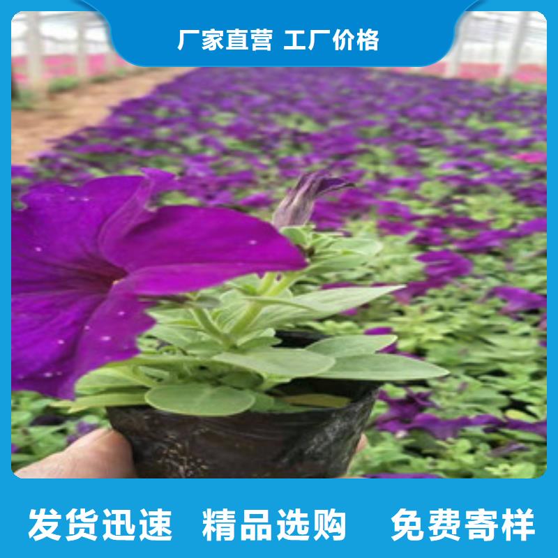 【宿根花卉】花海景观工程批发价格