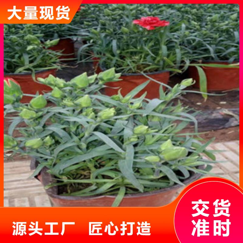 宿根花卉水生植物/荷花睡莲正规厂家