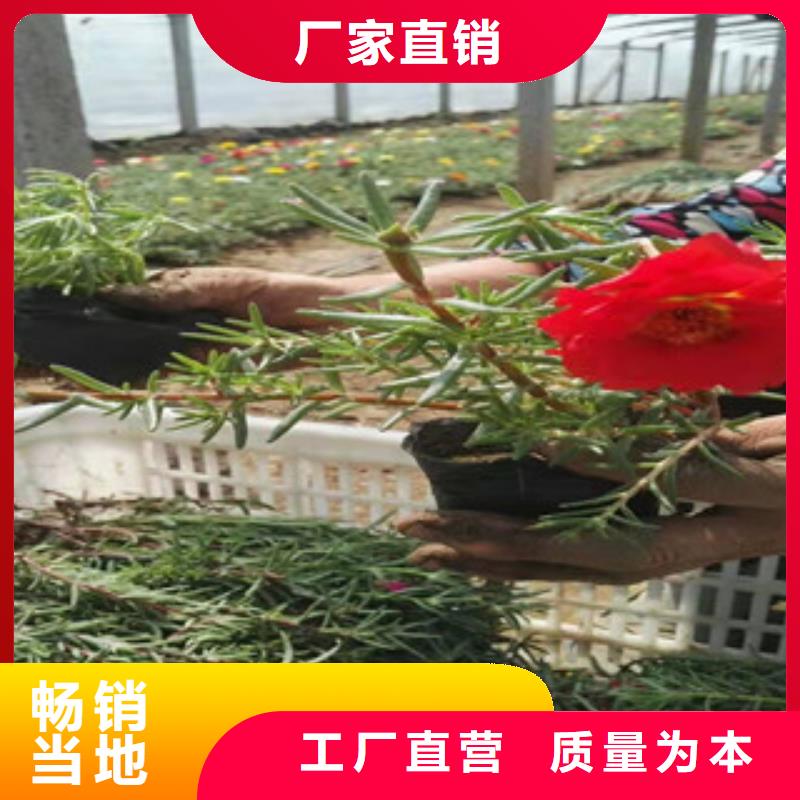 【宿根花卉-观赏草/蒲苇狼尾草质量层层把关】