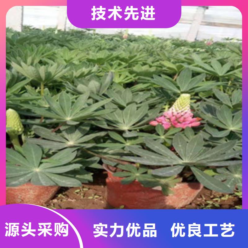 【宿根花卉_花海景观工程厂家定制】