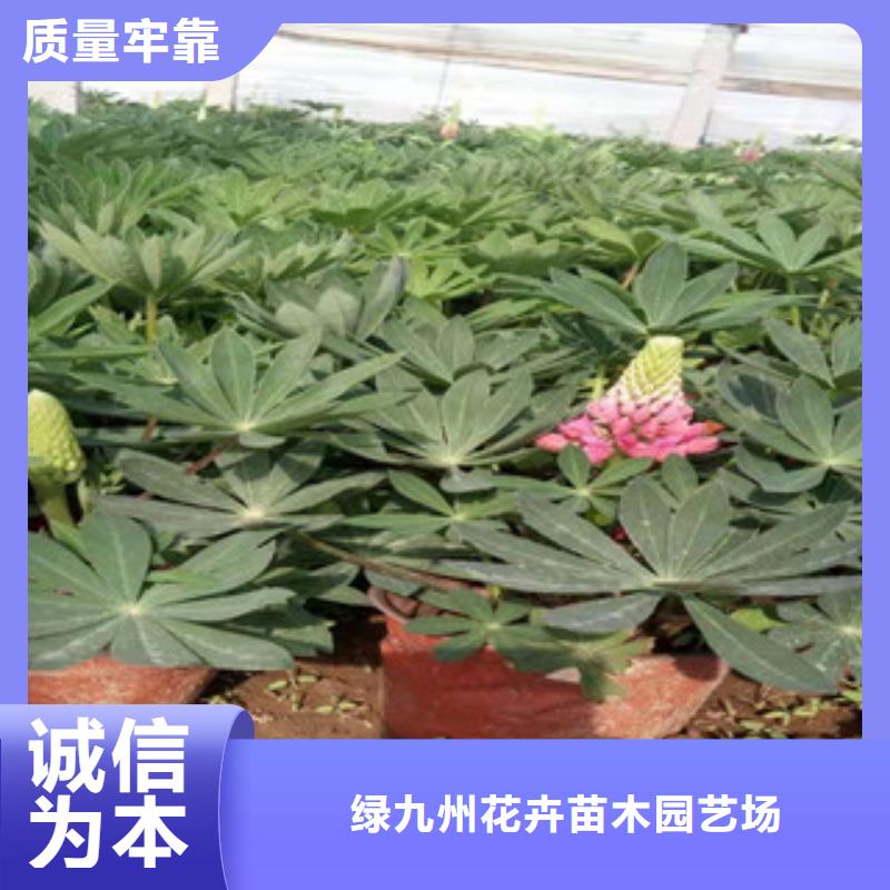 宿根花卉水生植物/荷花睡莲专业设计