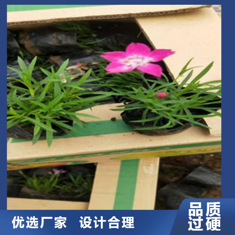 符合行业标准【绿九州】宿根花卉耐寒耐旱草花基地诚信经营