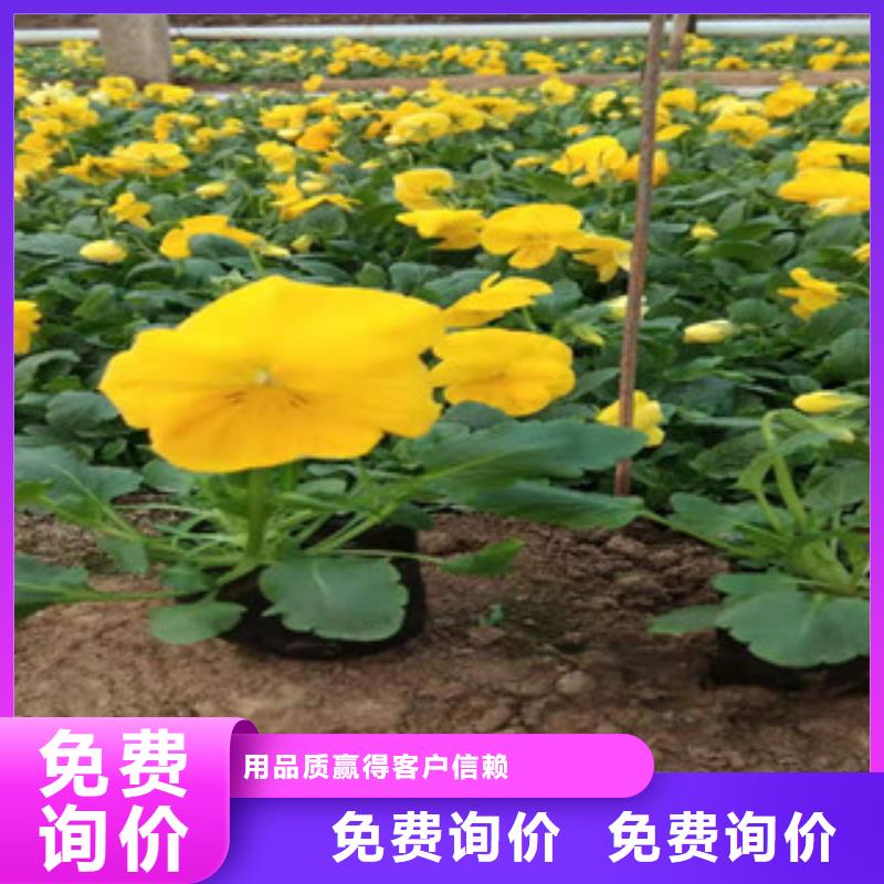 【宿根花卉_花海景观工程厂家定制】