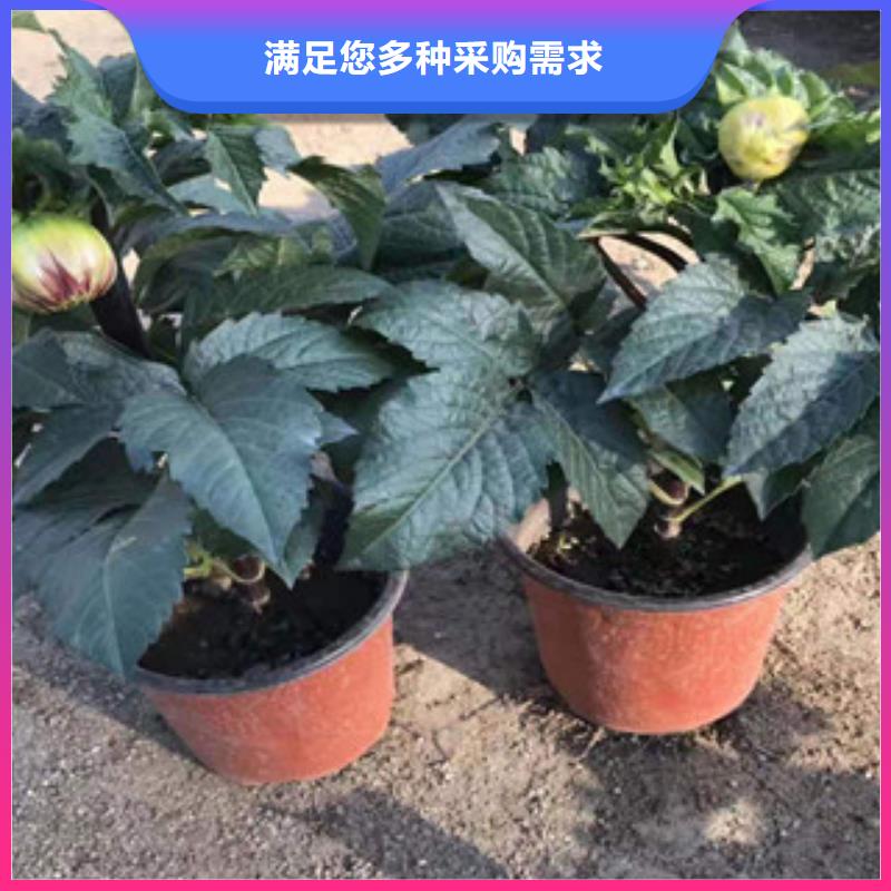 宿根花卉柳叶马鞭草/薰衣草实体厂家支持定制-本地厂家直销售后完善_产品中心