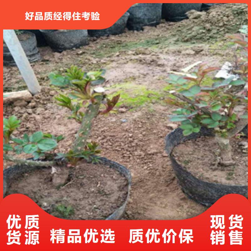 【花海景观,水生植物/荷花睡莲大厂家实力看得见】