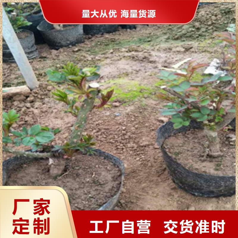 【花海景观鲁冰花/粉黛乱子草经验丰富质量放心】