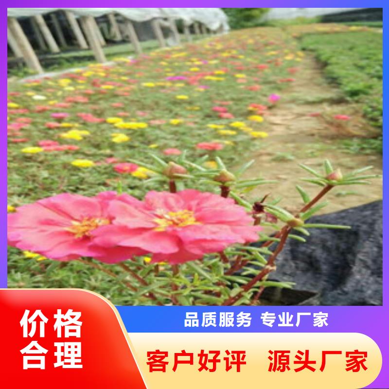 花海景观【观赏草/蒲苇狼尾草】库存充足