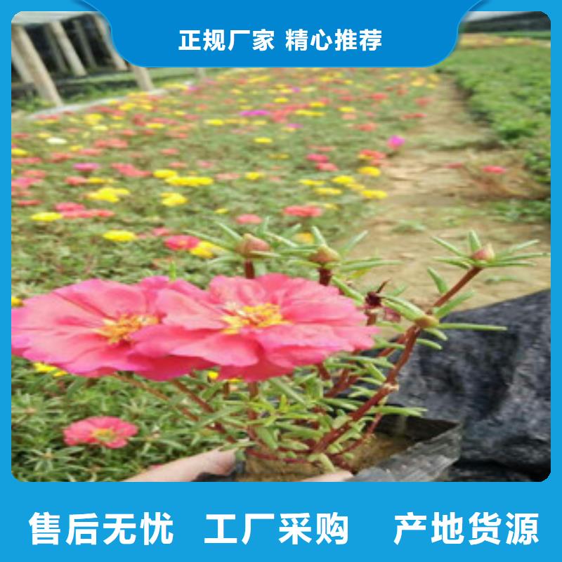 花海景观耐寒耐旱草花基地规格齐全实力厂家