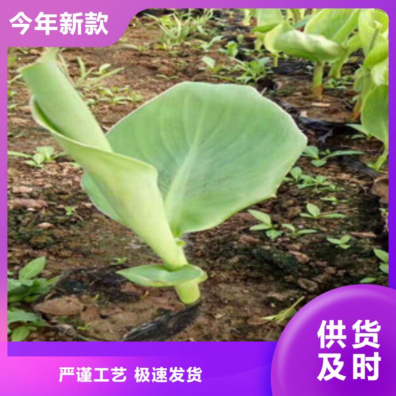 花海景观鲁冰花/粉黛乱子草支持大批量采购