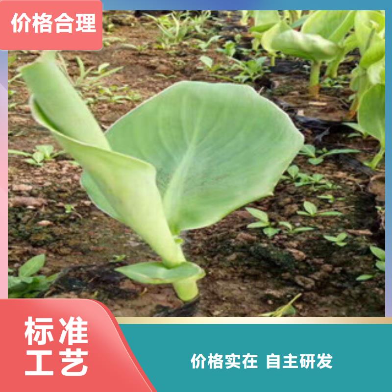 【花海景观】水生植物/荷花睡莲用品质说话|南召|方城|商丘|三门峡|开封|周口厂家