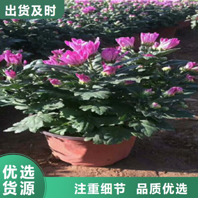 花海景观【水生植物/荷花睡莲】应用广泛