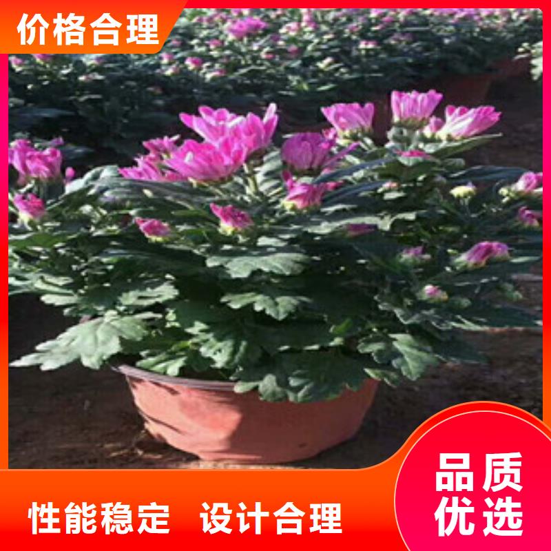 花海景观耐寒耐旱草花基地规格齐全实力厂家