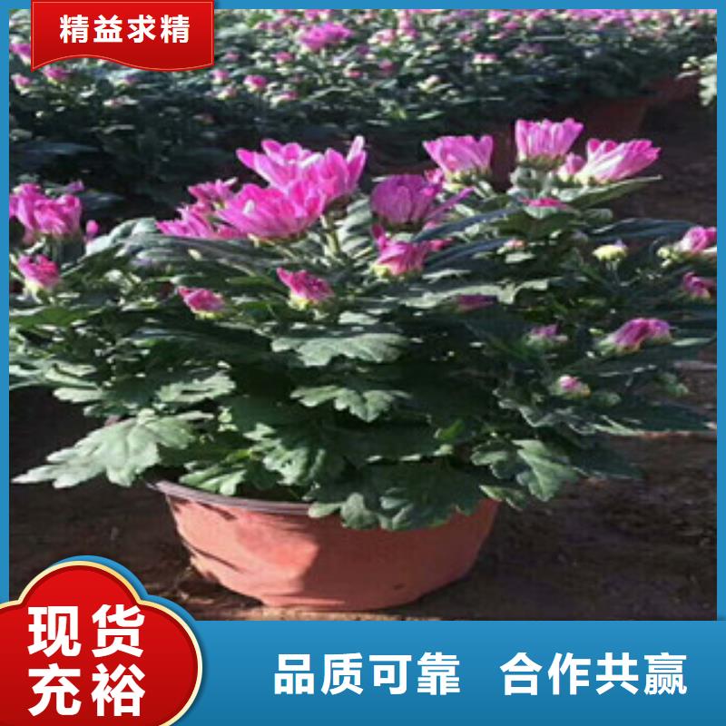 花海景观花海景观工程价格实在