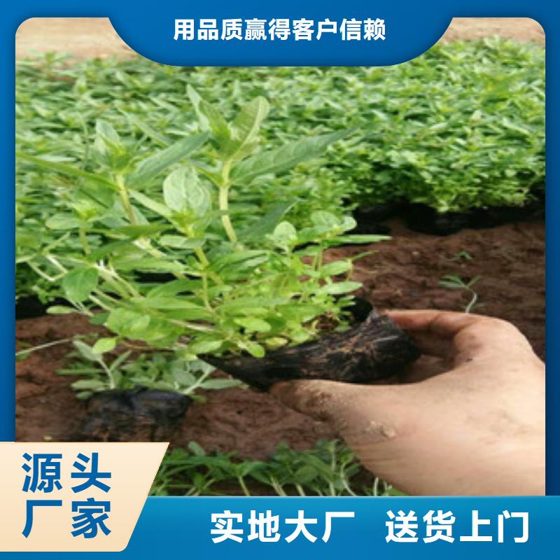 【花海景观】_观赏草/蒲苇狼尾草买的放心