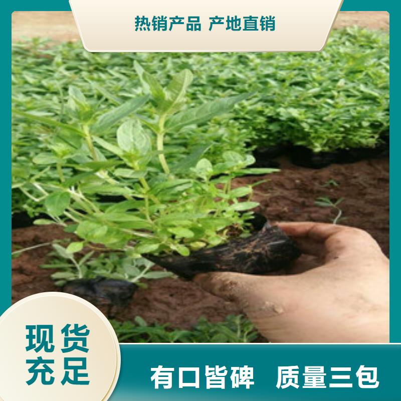 花海景观,耐寒耐旱草花基地高质量高信誉