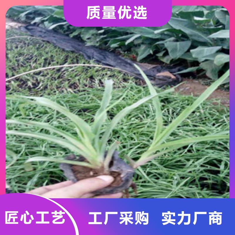 花海景观耐寒耐旱草花基地精选优质材料