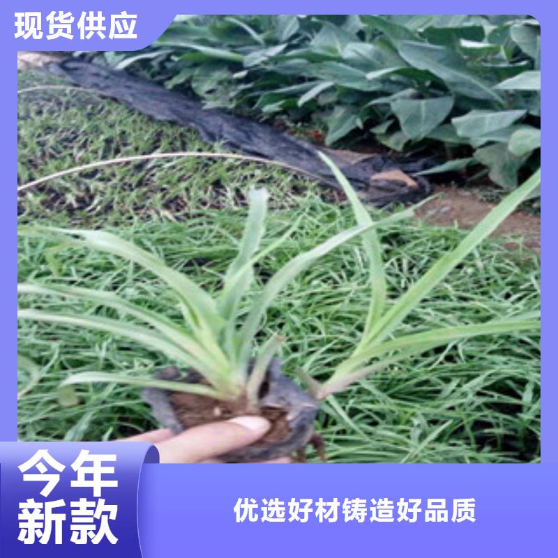 花海景观柳叶马鞭草/薰衣草品质保证实力见证