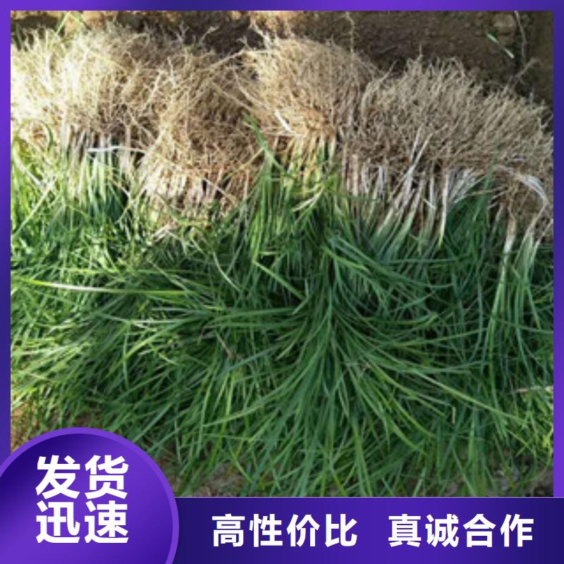 花海景观_【花海景观工程】检验发货