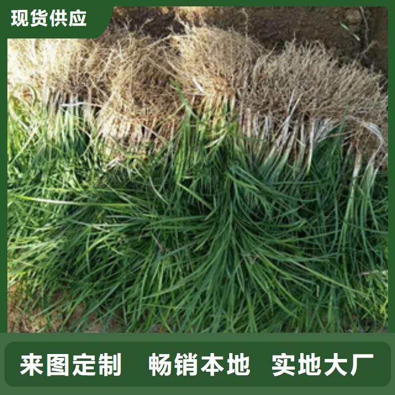 花海景观【水生植物/荷花睡莲】应用广泛