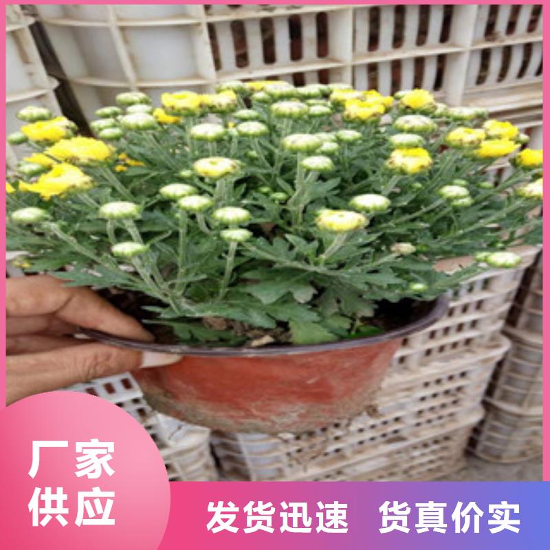 花海景观,柳叶马鞭草/薰衣草厂家实力雄厚