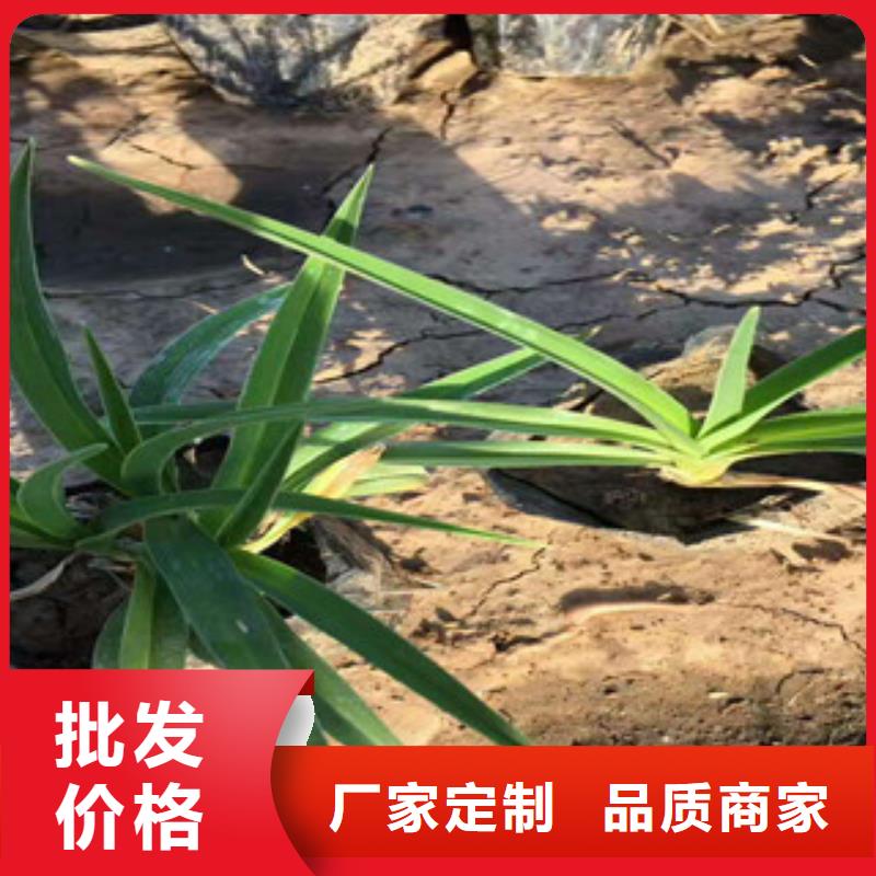 【花海景观】花海景观工程敢与同行比质量