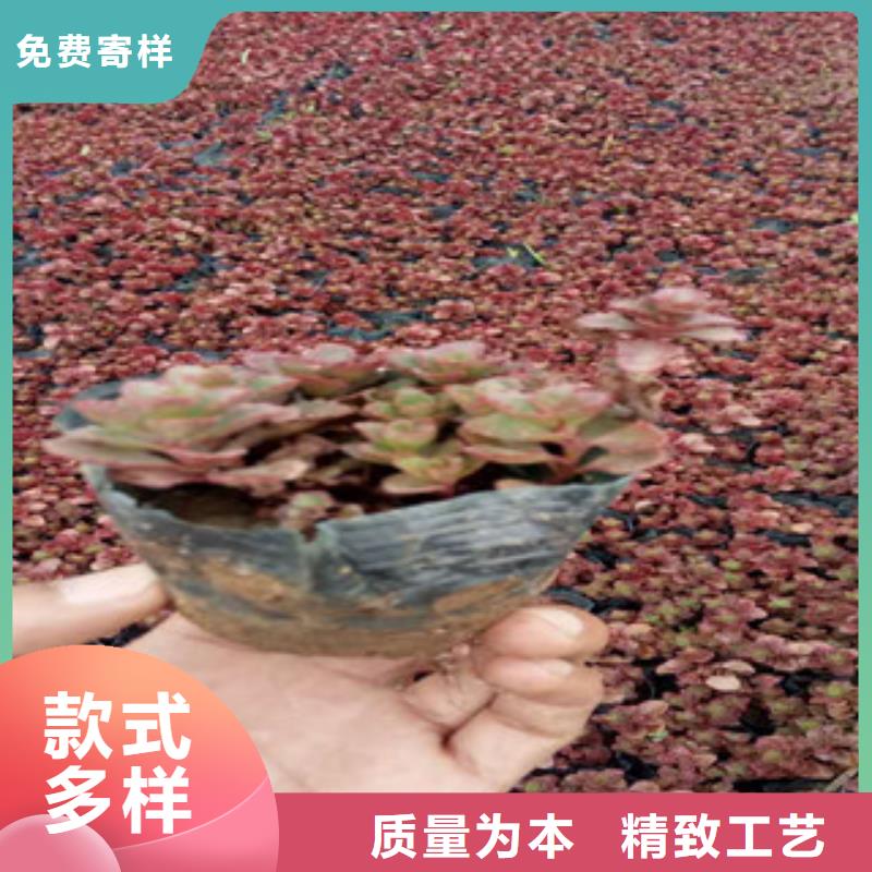 花海景观柳叶马鞭草/薰衣草品质保证实力见证