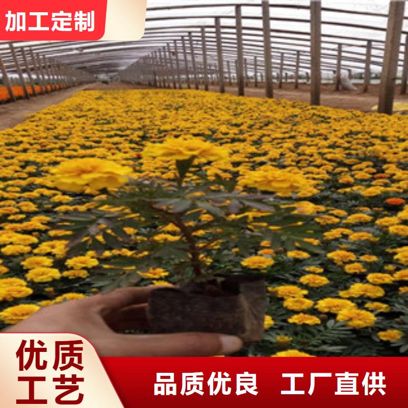 花海景观_【耐寒耐旱草花基地】当日价格