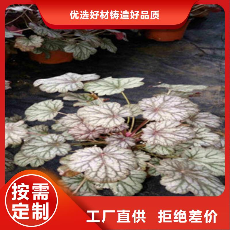 花海景观鲁冰花/粉黛乱子草支持大批量采购